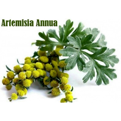 Artemisia annua - bylica roczna - 100 g - susz do parzenia - 13 zł